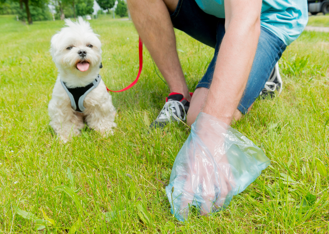 Dogs can sense the Earth's magnetic field